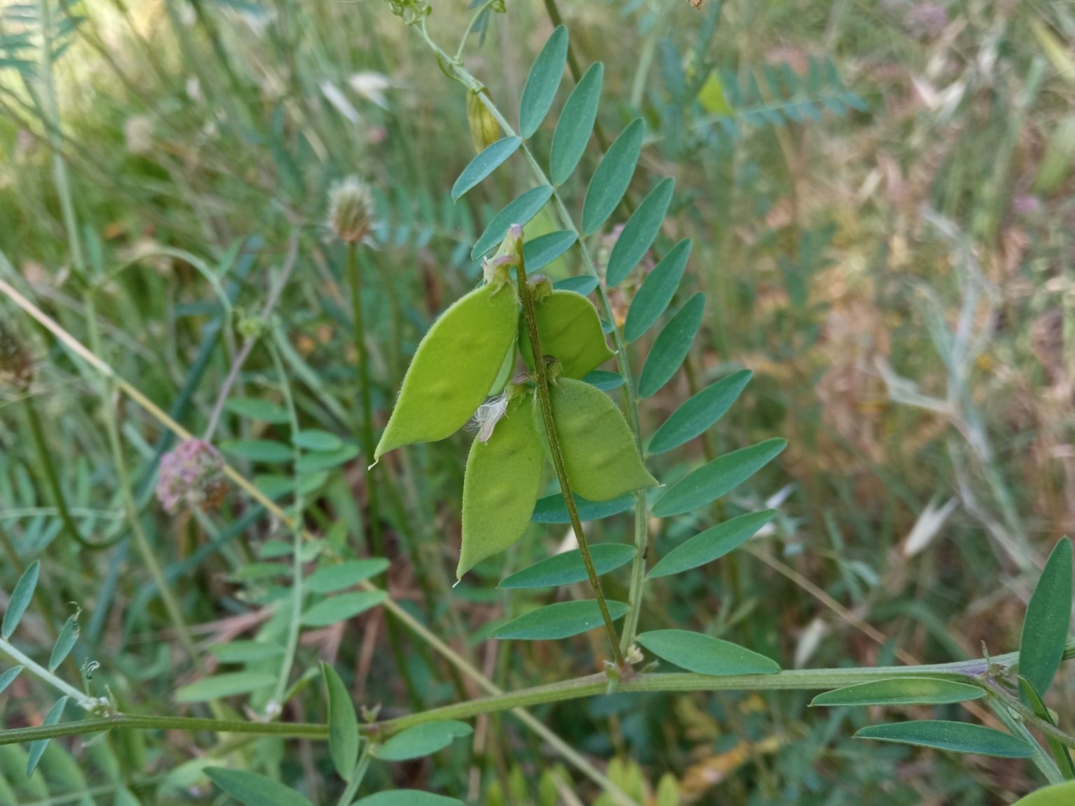 Vicia disperma