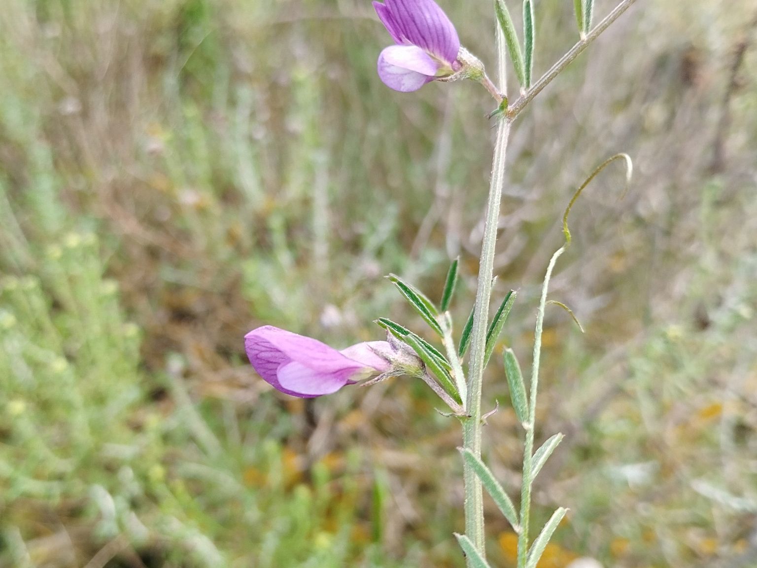 Vicia peregrina
