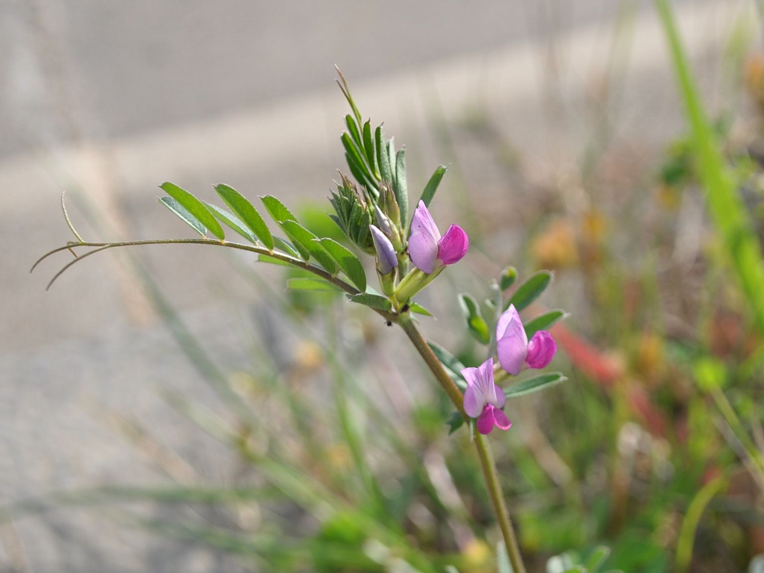 Vicia sativa