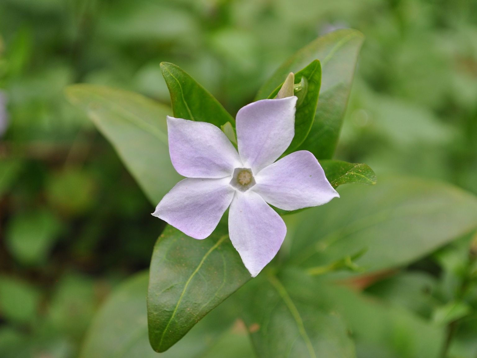 Vinca difformis difformis