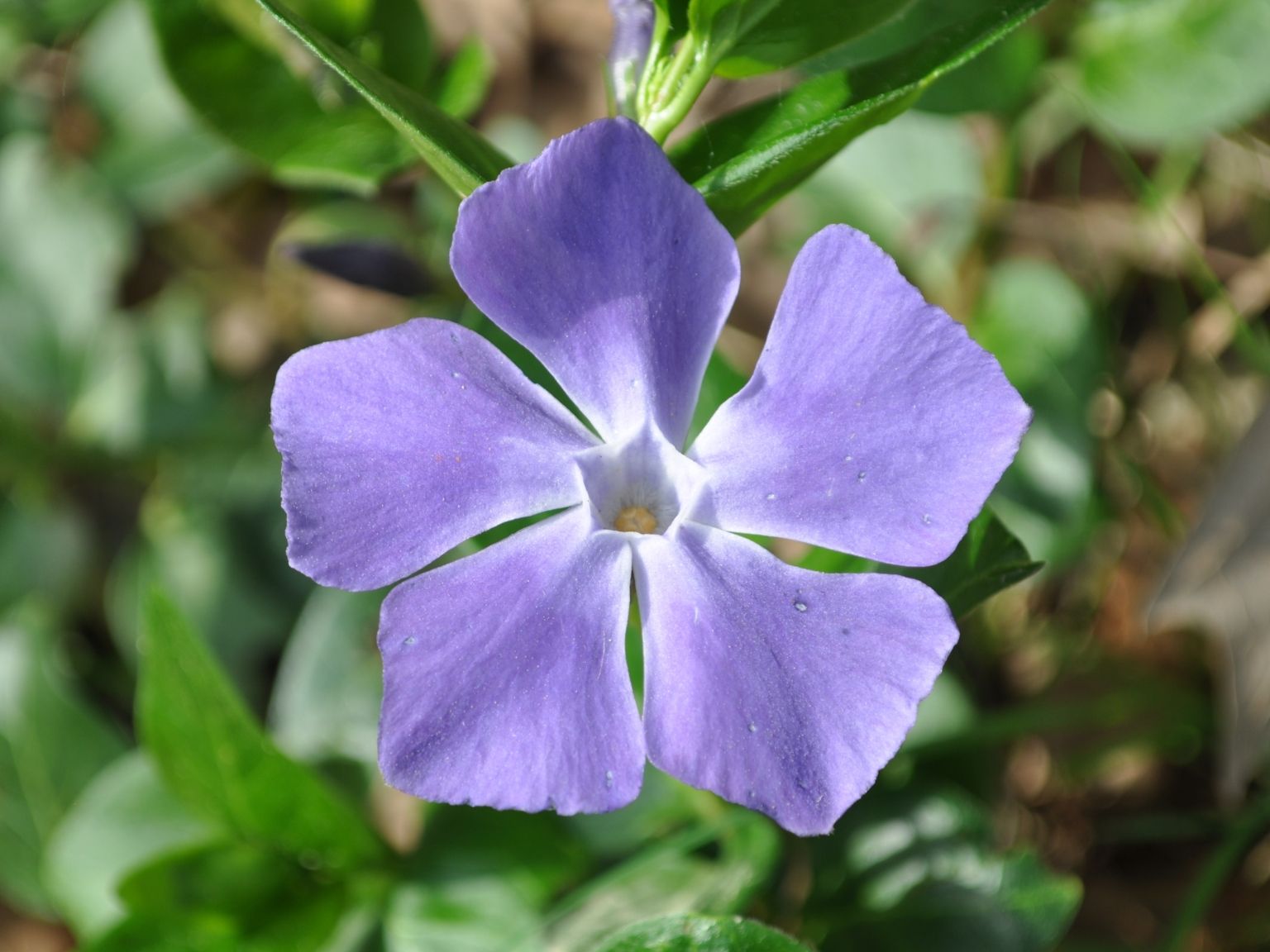Vinca major major