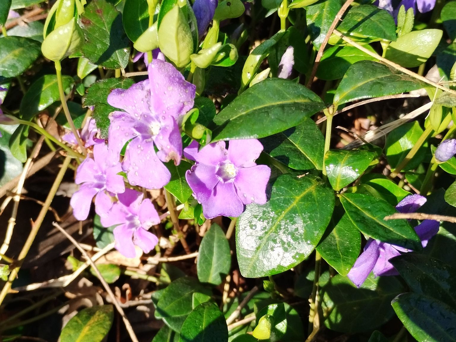 Vinca minor