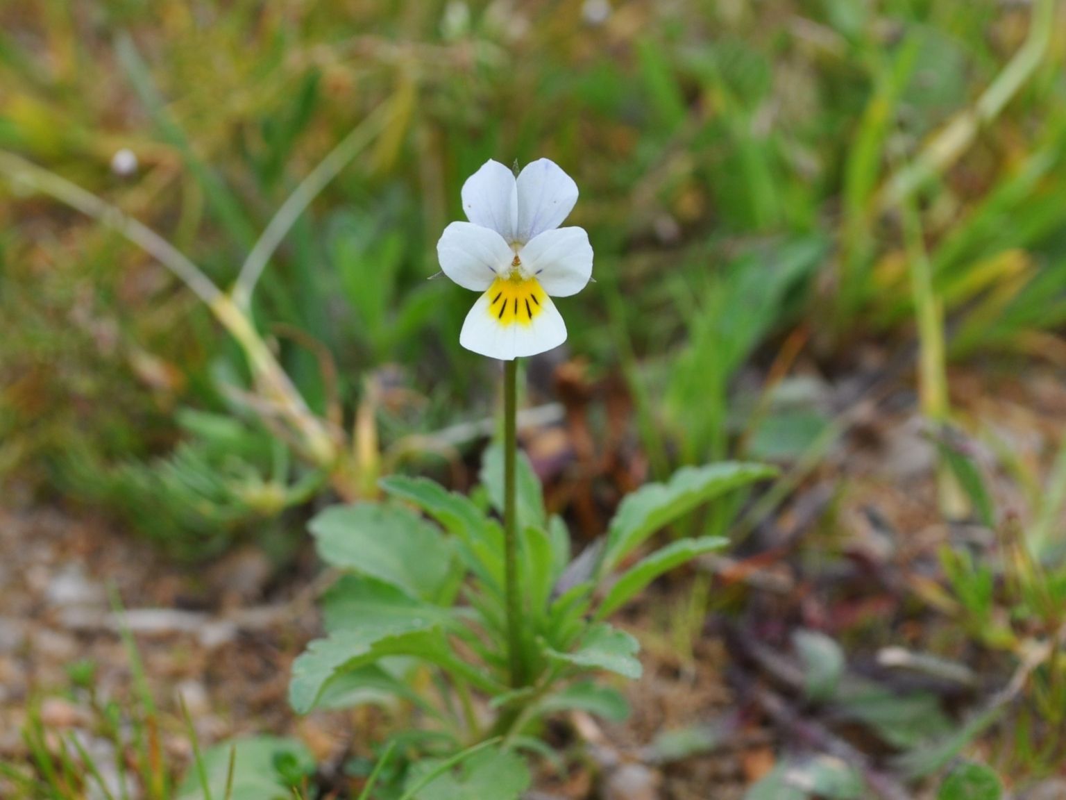 Viola arvensis