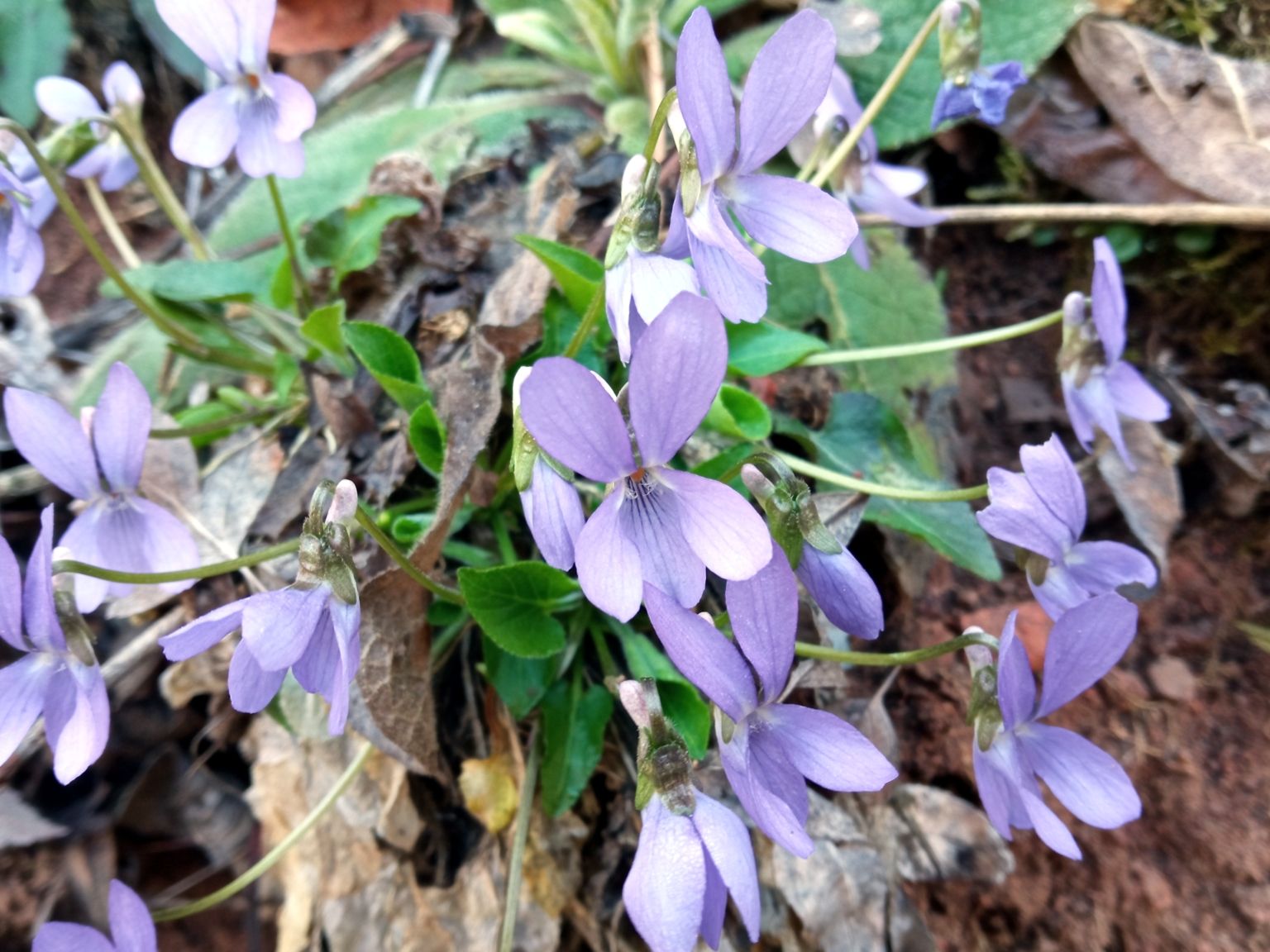 Viola hirta
