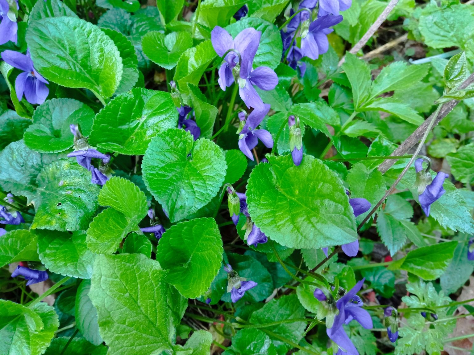 Viola odorata