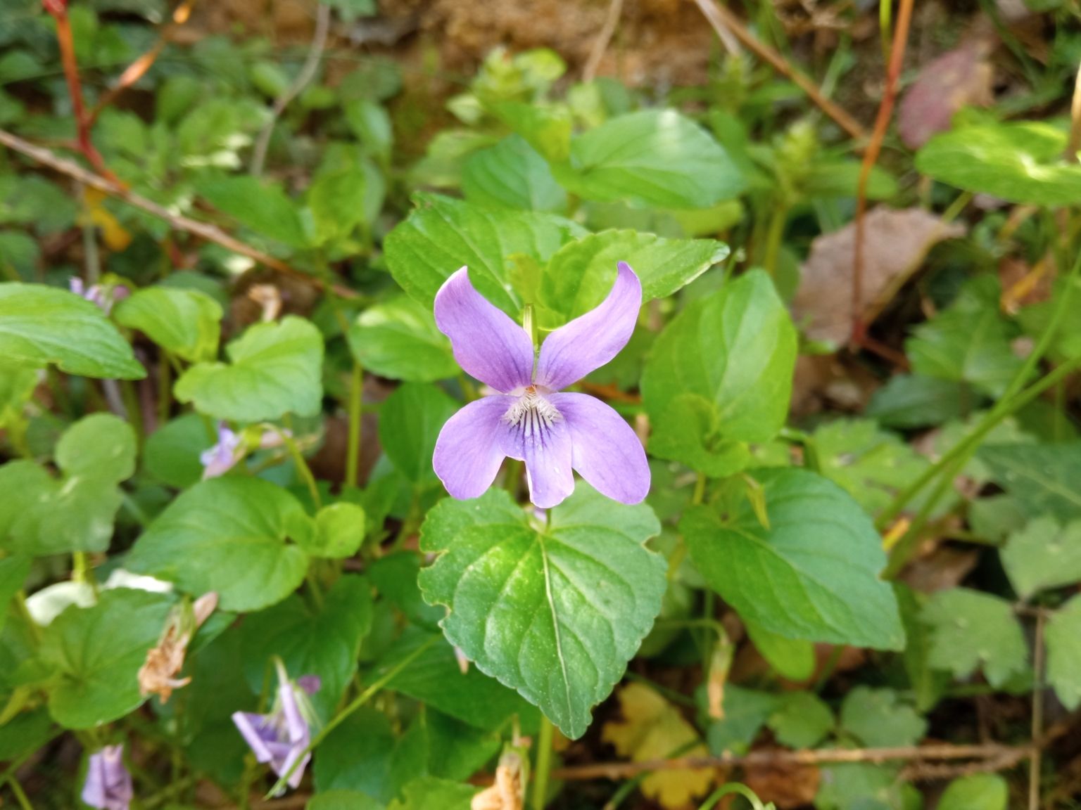 Viola reichenbachiana