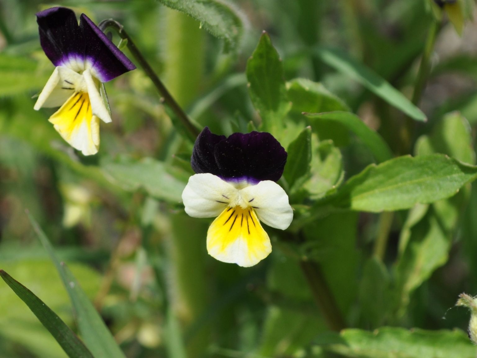 Viola tricolor tricolor