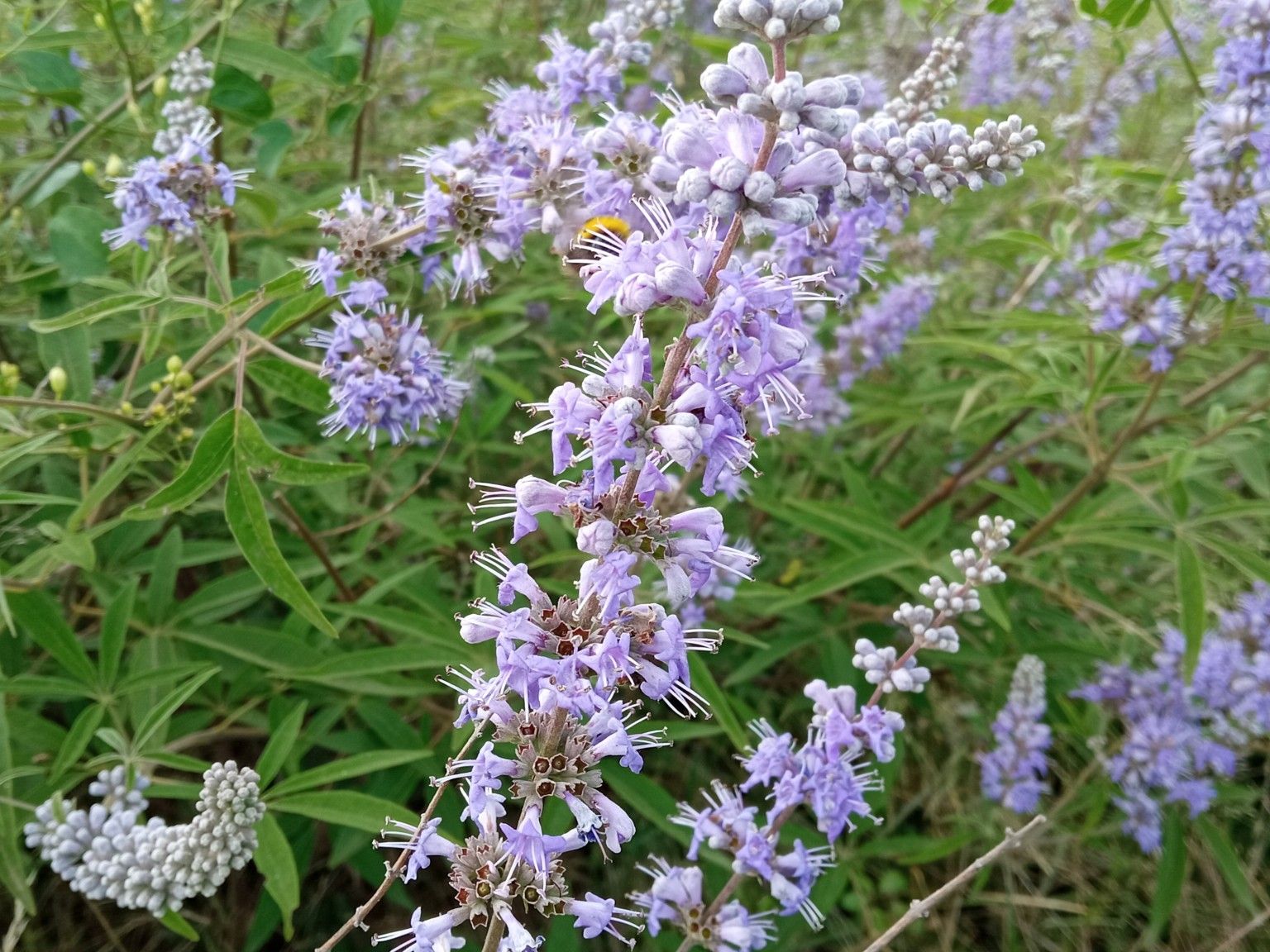 Vitex agnus-castus