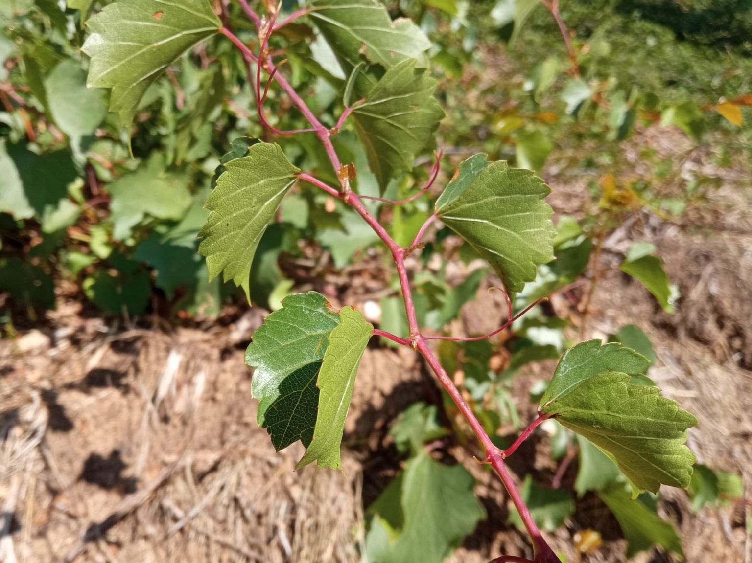 Vitis rupestris