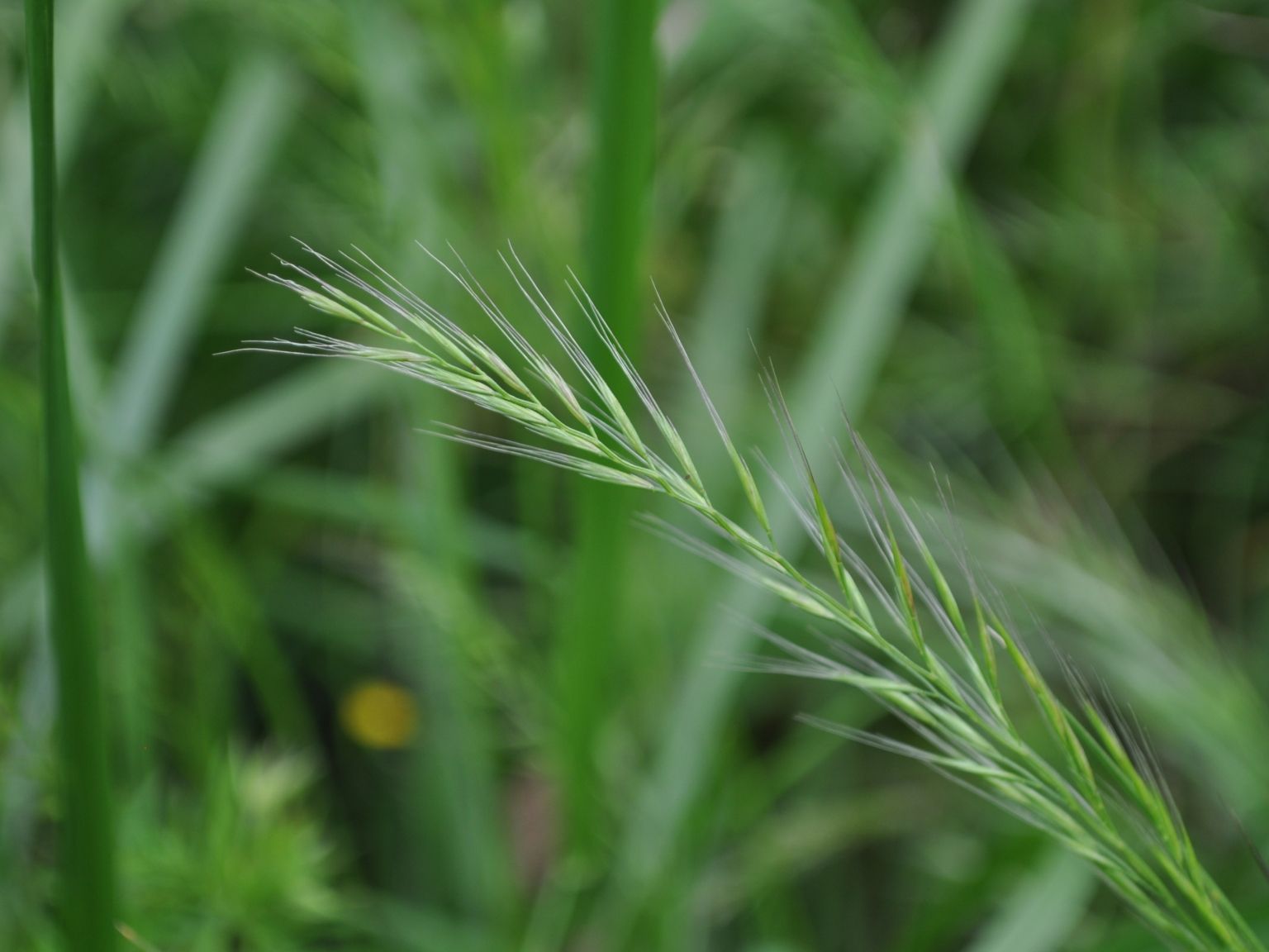 Vulpia myuros myuros