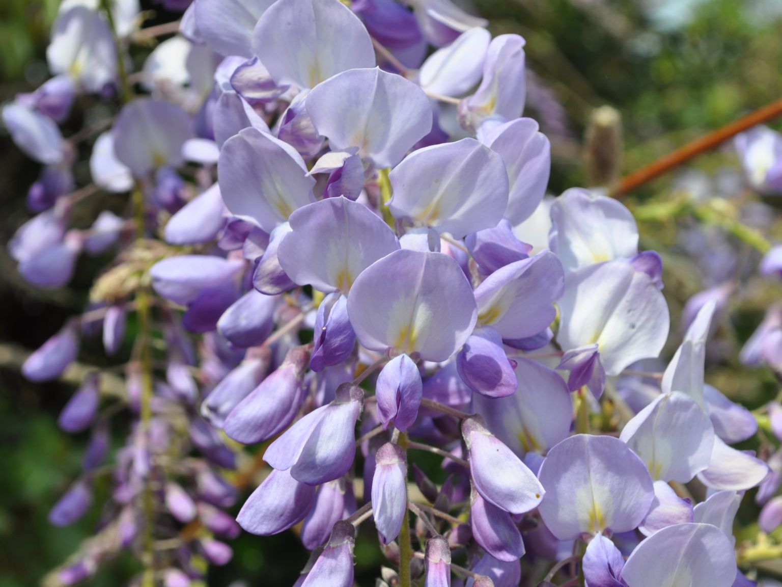 Wisteria sinensis