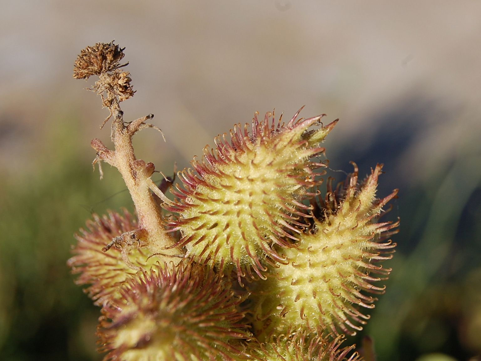 Xanthium orientale