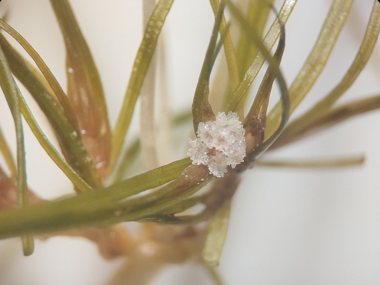 Zannichellia peltata