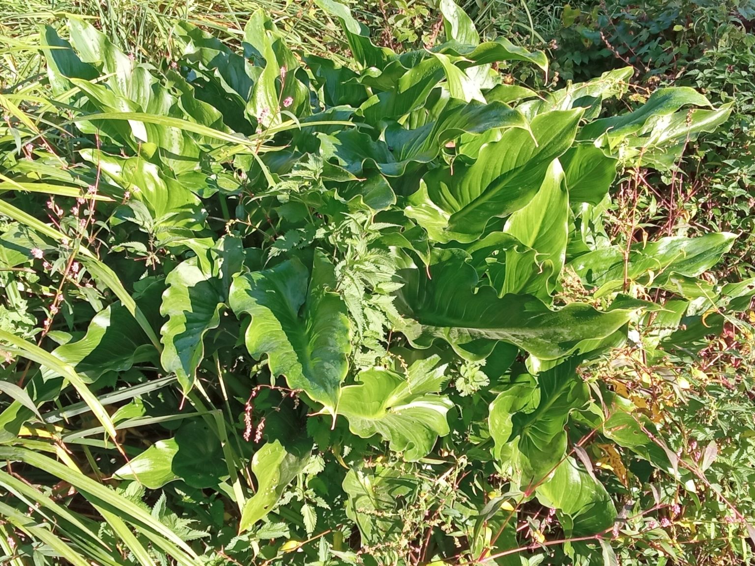 Zantedeschia aethiopica
