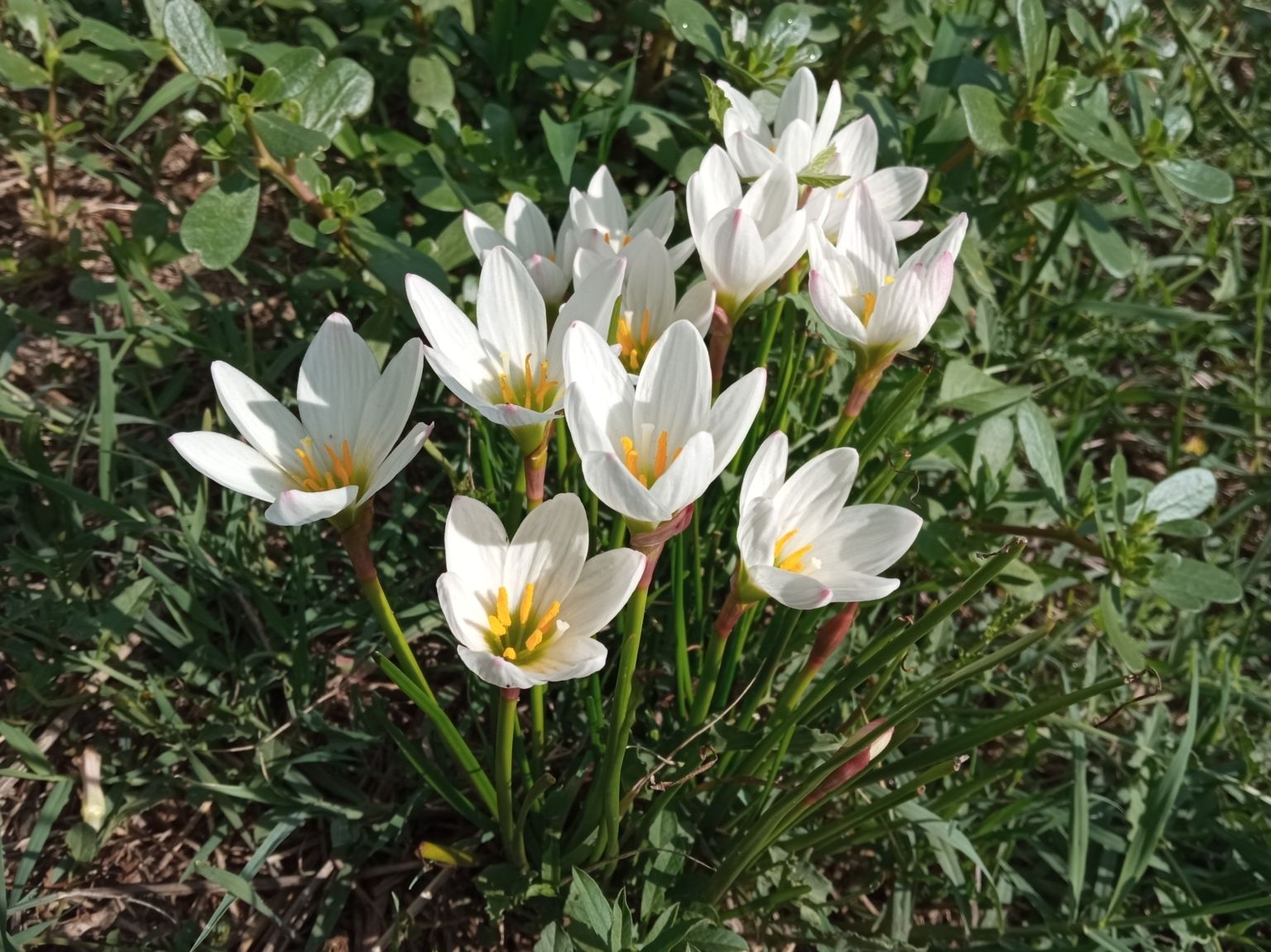 Zephyranthes candida
