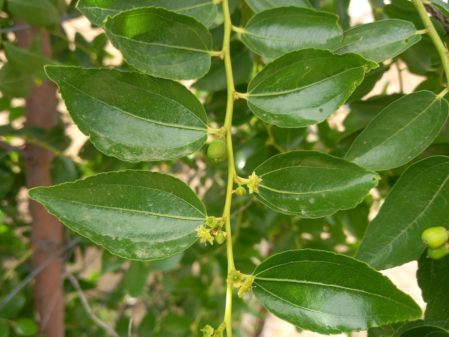 Ziziphus jujuba